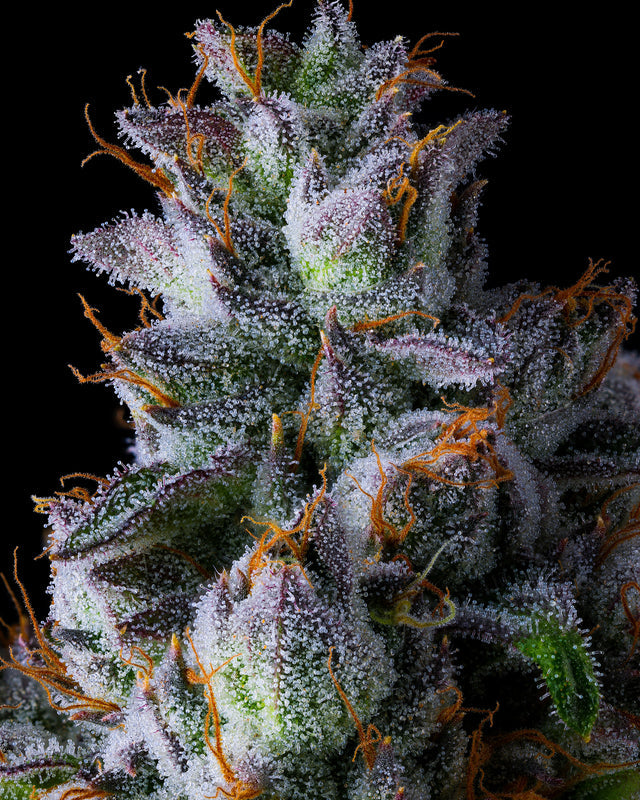 Trillianz (Triangle Kush S1 x Jokerz #31) FEM