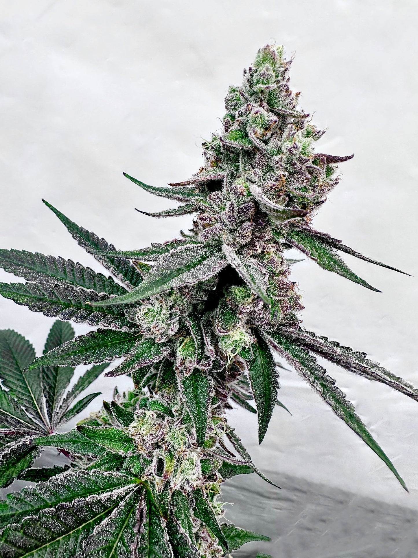 Twisted Terpz Mother: Tropical Runtz Reversal: Grape Jubilee Exotic Genetix