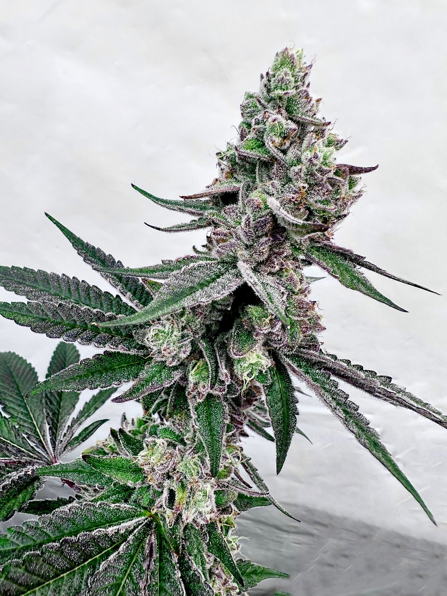 Twisted Terpz Mother: Tropical Runtz Reversal: Grape Jubilee Exotic Genetix