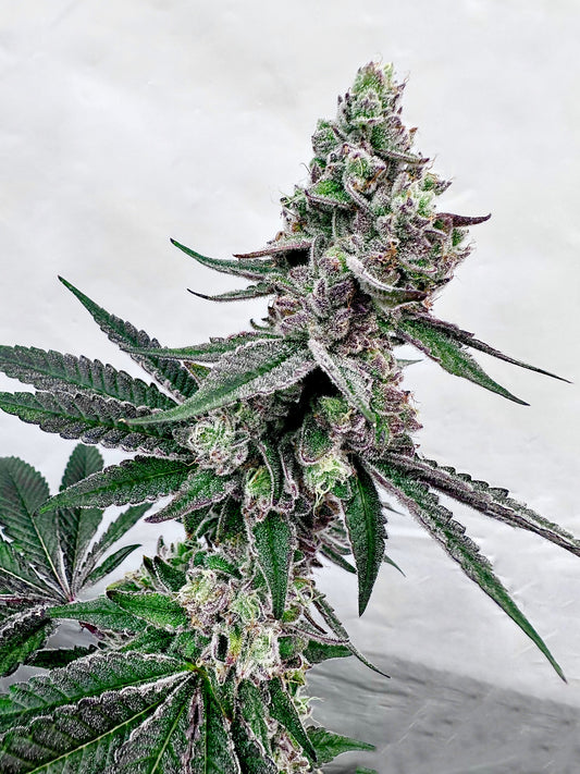 Twisted Terpz Mother: Tropical Runtz Reversal: Grape Jubilee Exotic Genetix