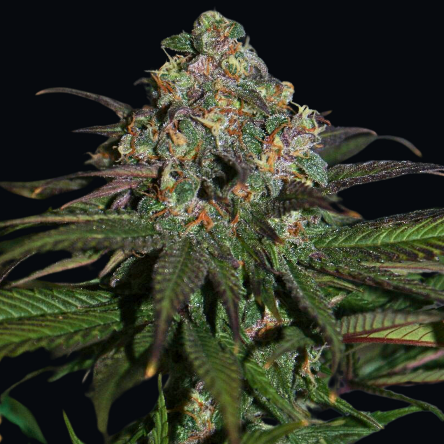 Purple Wreck Feminized Cannabis Seeds DNA Genetics