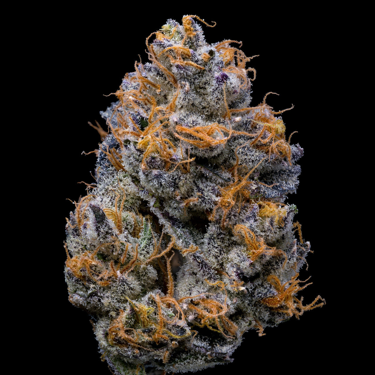 VELVET CREAM STRAIN, ICE CREAM CAKE X MEDELLIN, LEMONNADE FEMINIZED CANNABIS SEEDS