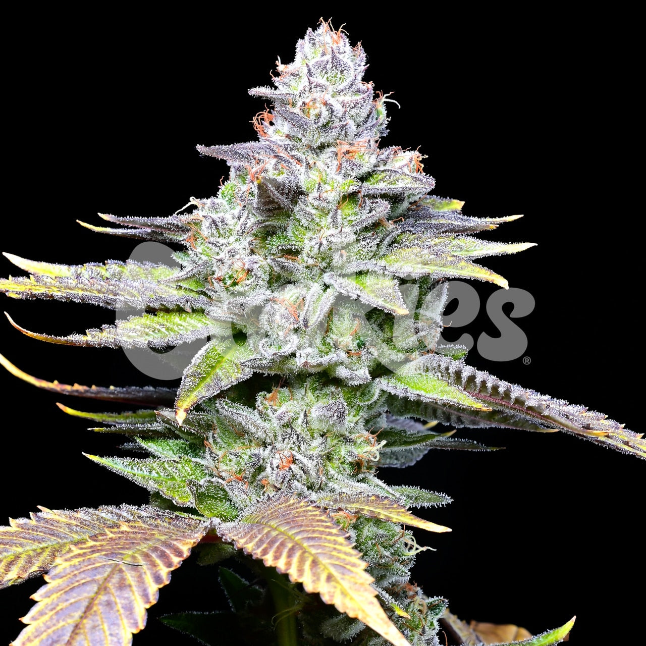 WHITE SHERB STRAIN, WHITE RUNTZ X SUNSET SHERBET, COOKIES FEMINIZED SEEDS