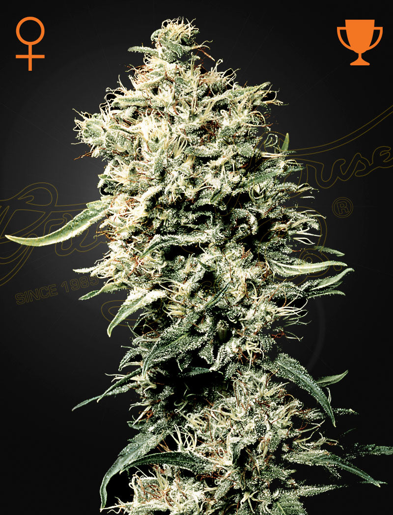 WHITE RHINO Strain by Green House Seed Co. Feminized Seeds GENETICS Afghan x Brazilian x South Indian.
