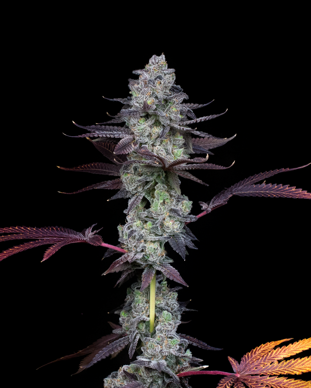 Wildcard (El Chivo x Rainbow Cheddar) x Jokerz #31 Strain Seeds Compound Genetics
