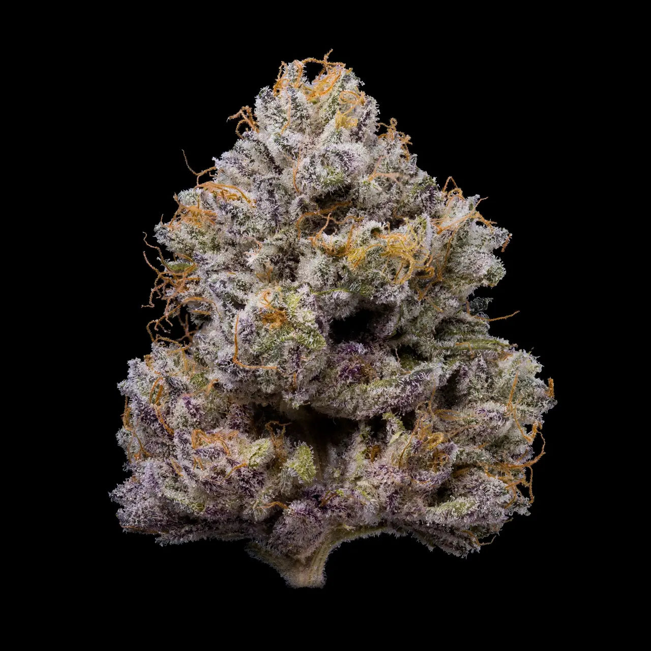 ZZ4 STRAIN, (GG4 X ZKITTLEZ) X MEDELLIN, LEMONNADE FEMINIZED CANNABIS SEEDS