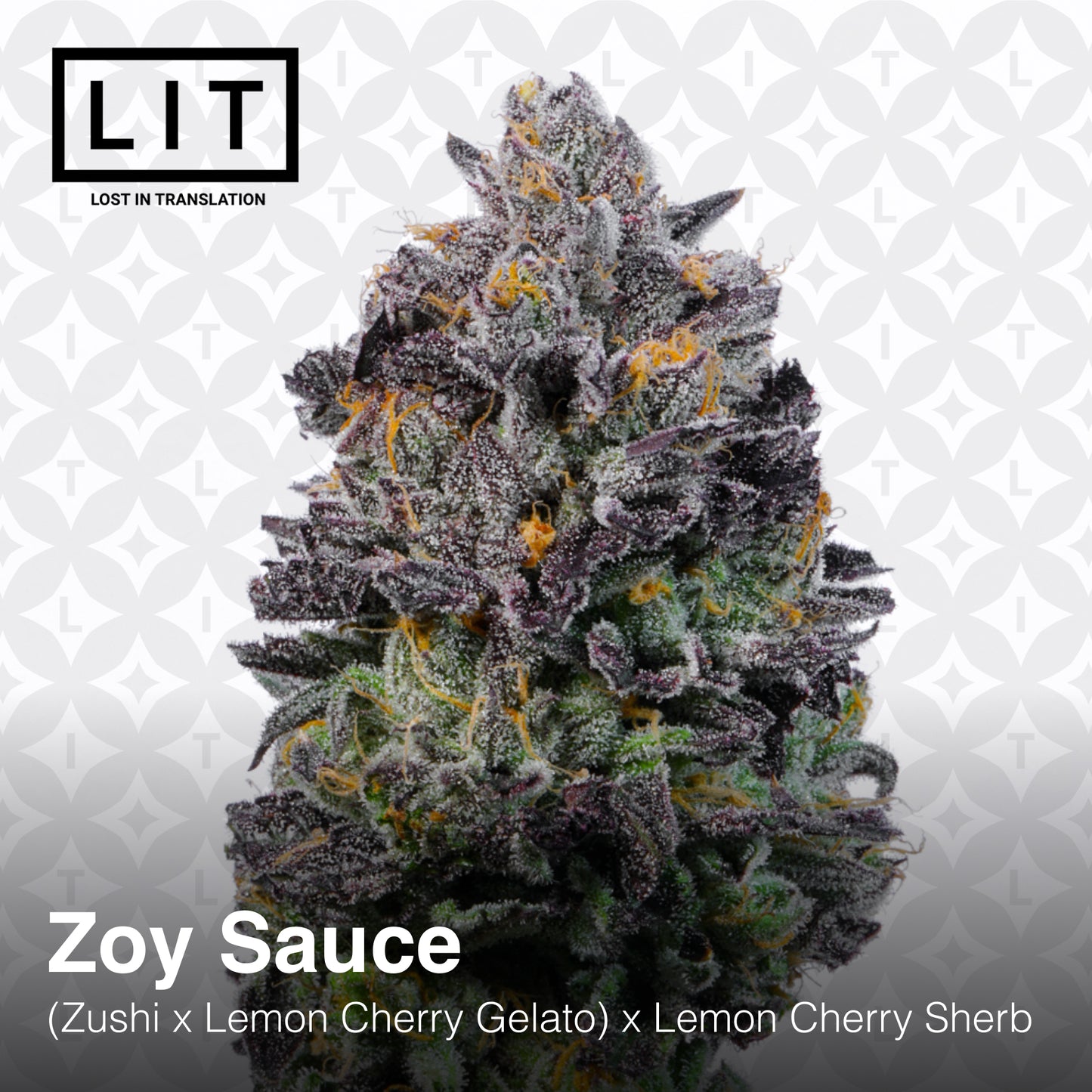ZOY SAUCE (FEM)