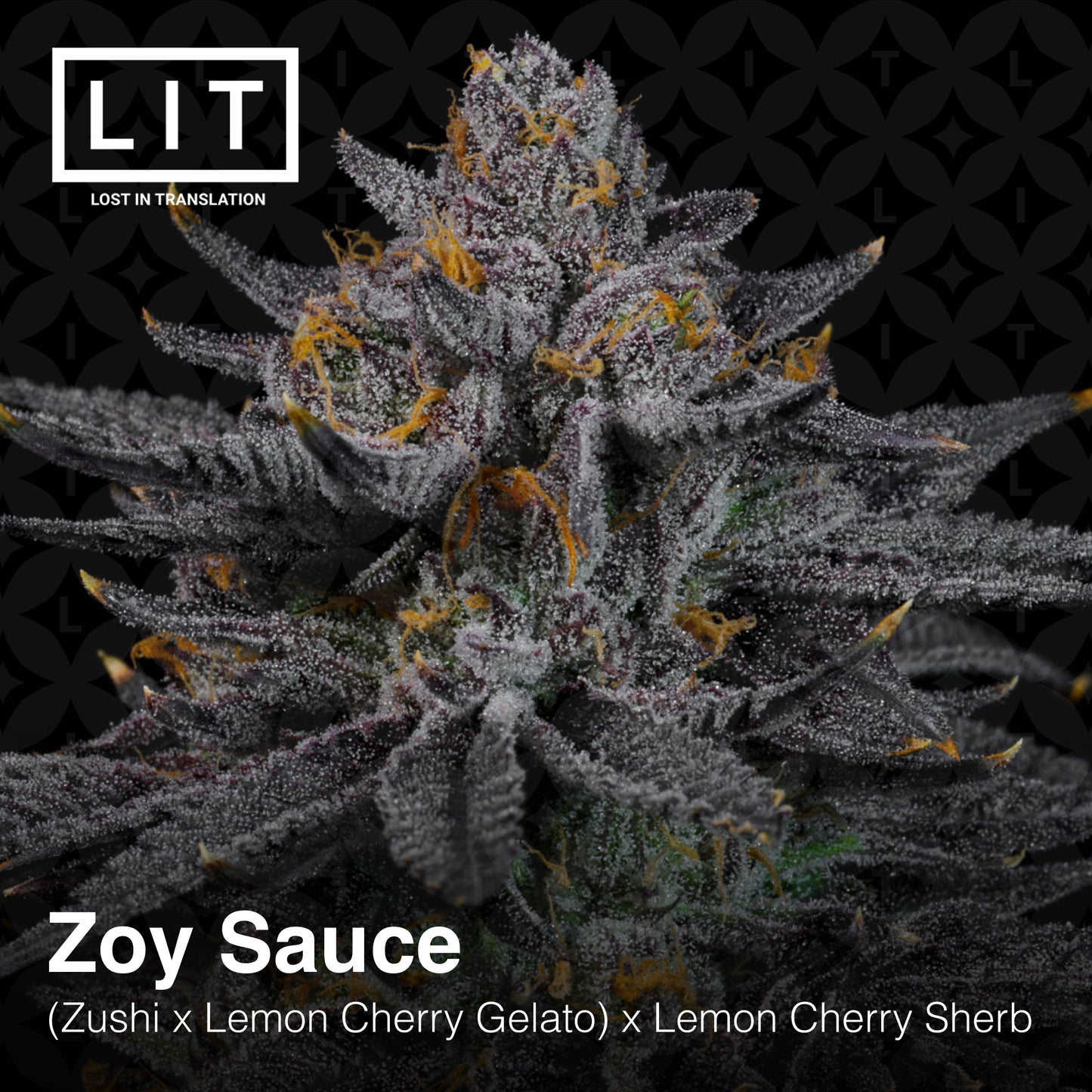ZOY SAUCE (FEM)