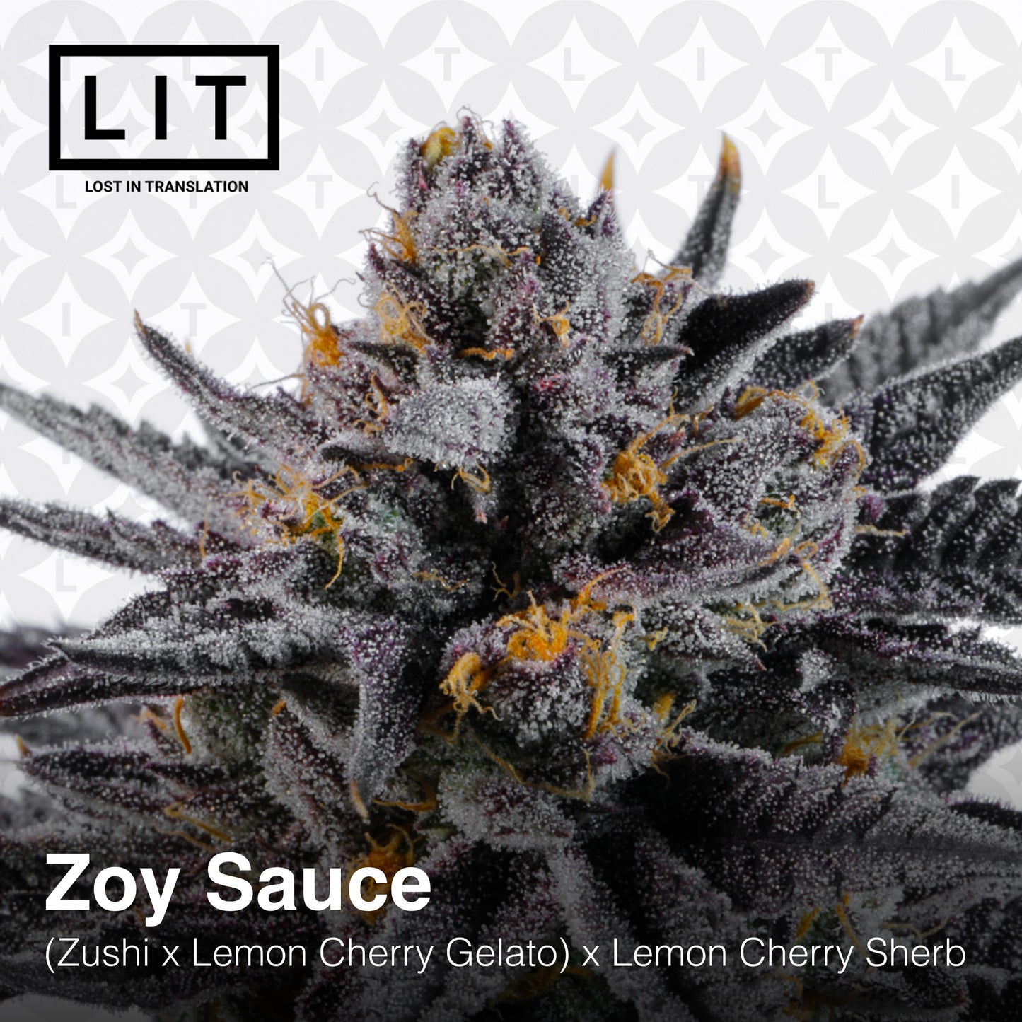 ZOY SAUCE (FEM)