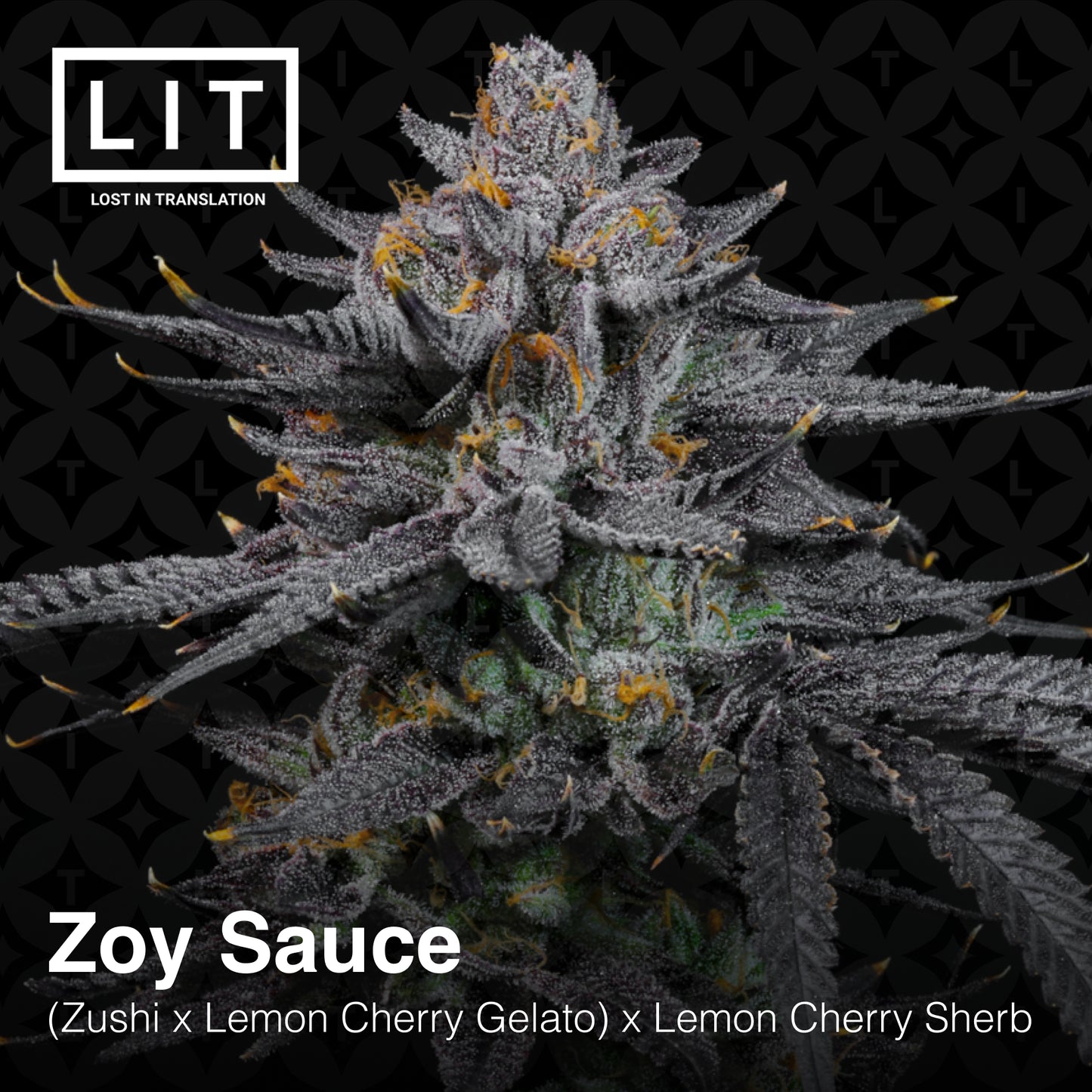 ZOY SAUCE (FEM)