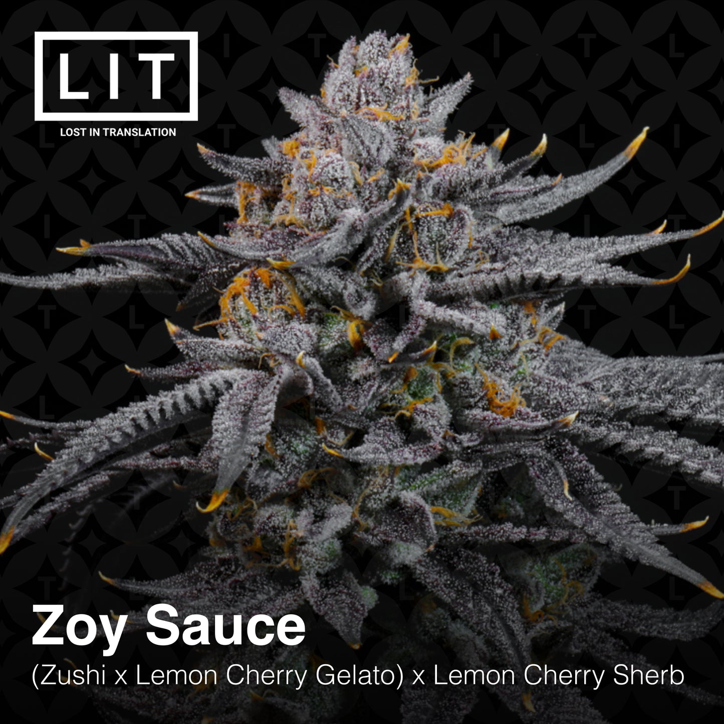 ZOY SAUCE (FEM)