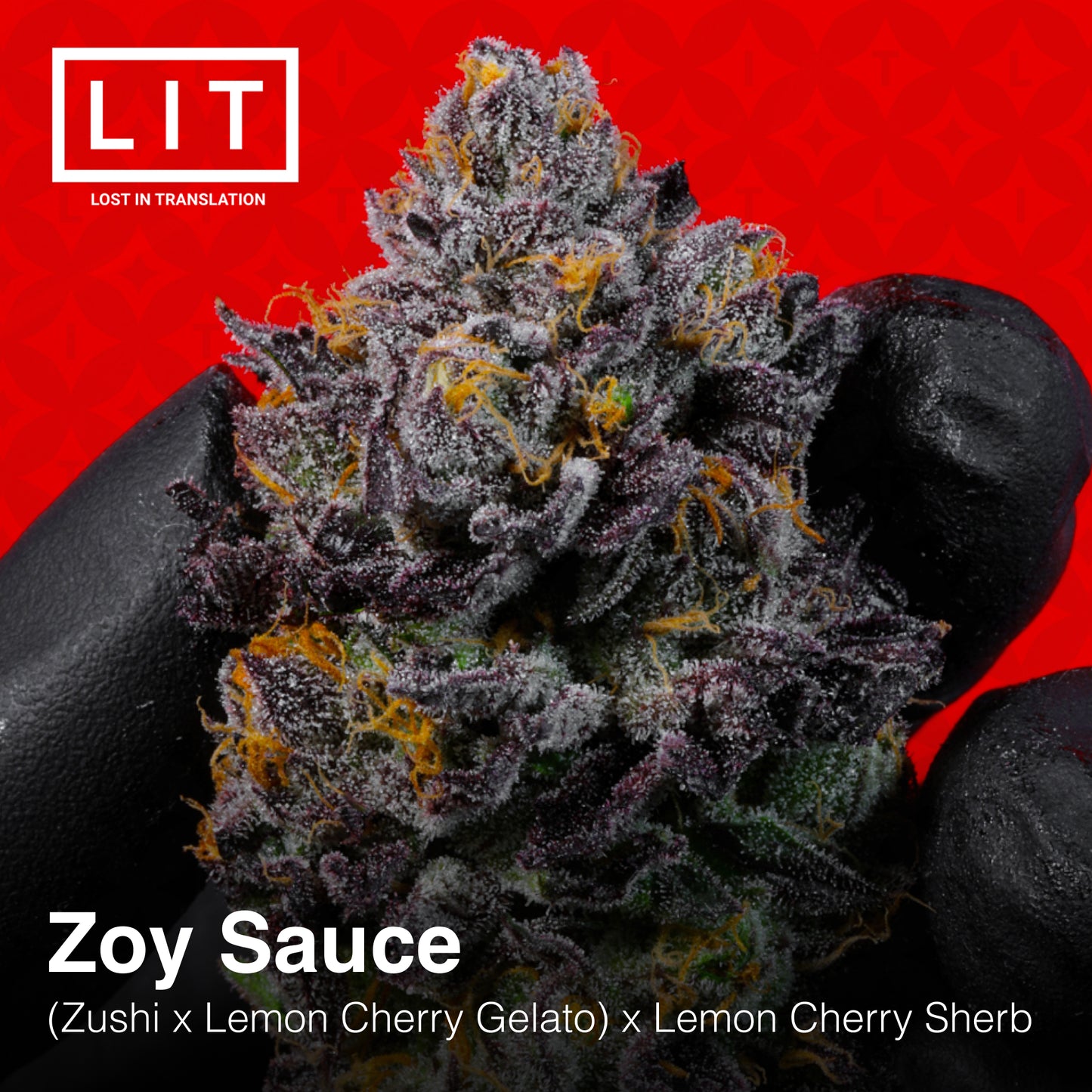 ZOY SAUCE (FEM)