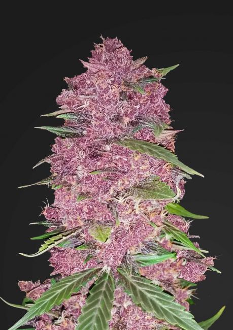 Purple Lemonade Auto Fem Seeds Auto