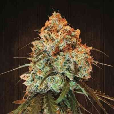 GOLDEN TIGER (OLD MALWAI KILLER X KOH CHANG THAI X HMONG THAI X NEW MALAWI KILLER) ACE SEEDS LANDRACE FEMINIZED