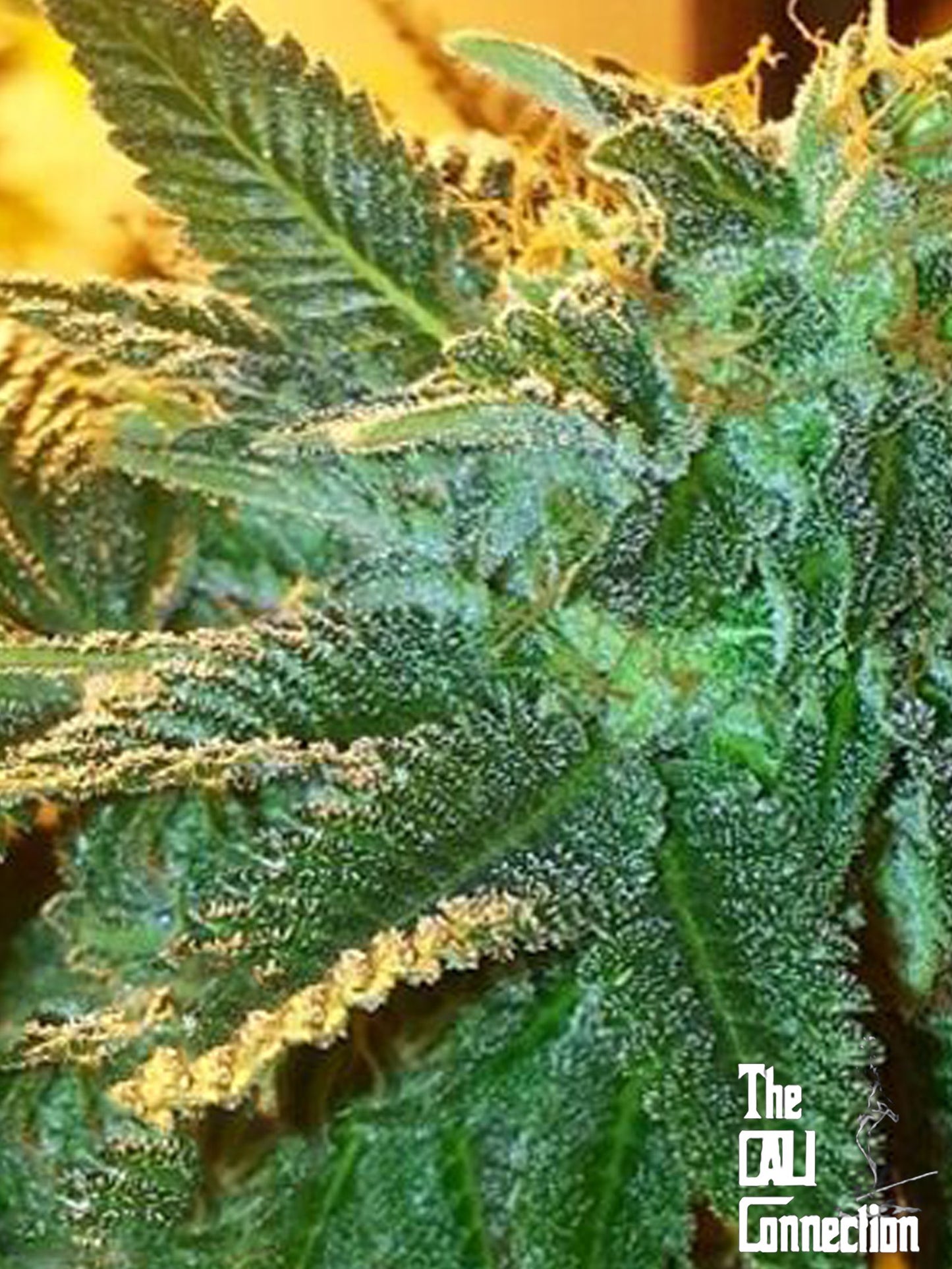 alien og feminized seeds