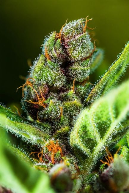 Tropicana Cookies Auto Fem