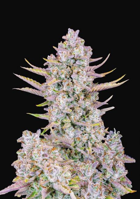 Purple Punch Auto Fem Seeds USA