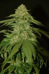 HOLY GRAIL KUSH (FEM)