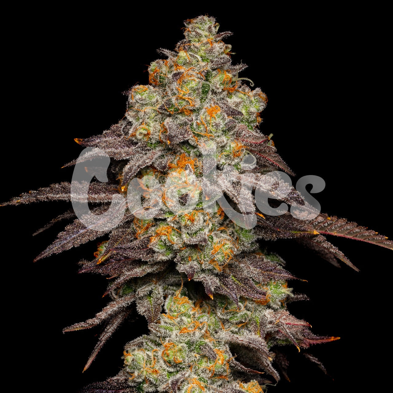 BIG Z ZKITTLEZ X RUNTZ STRAIN COOKIES FEMINIZED SEEDS