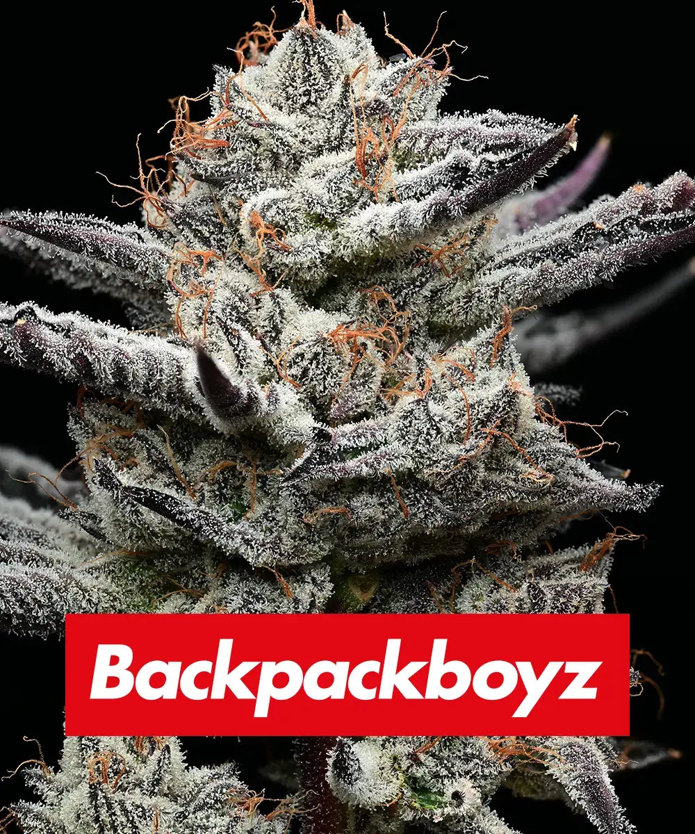 BLACK CHERRY GUSHERS (FEM)