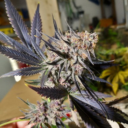 BLUEBERRY (FEM)