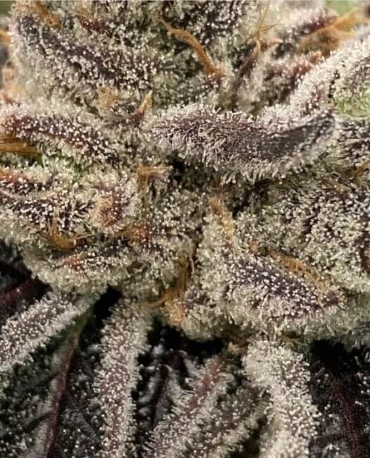 Bluemosa S1 Seeds