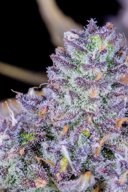 Tropicana Cookies Auto Fem