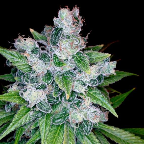 Kandy Kush Strain DNA Genetics Feminized
