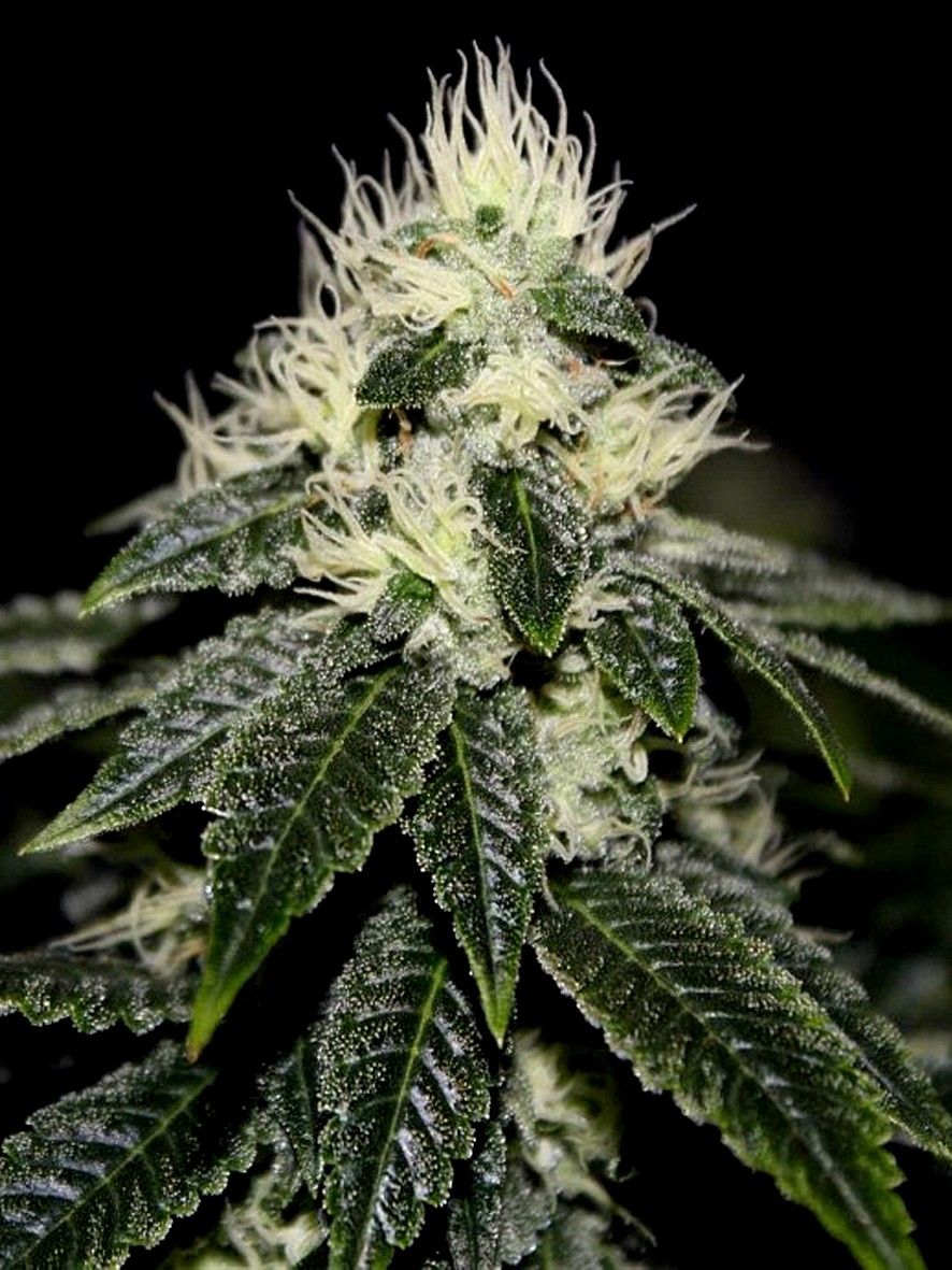 CHEM 91 by Cali Connection Strain Feminized Cannabis Seeds The Famed Chem 91 Sk Va clone only