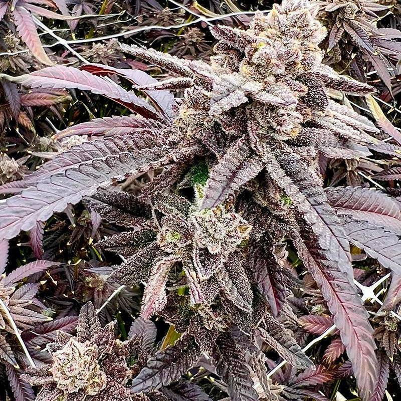 Exotic Genetix Cherry Bang Bang fem seeds