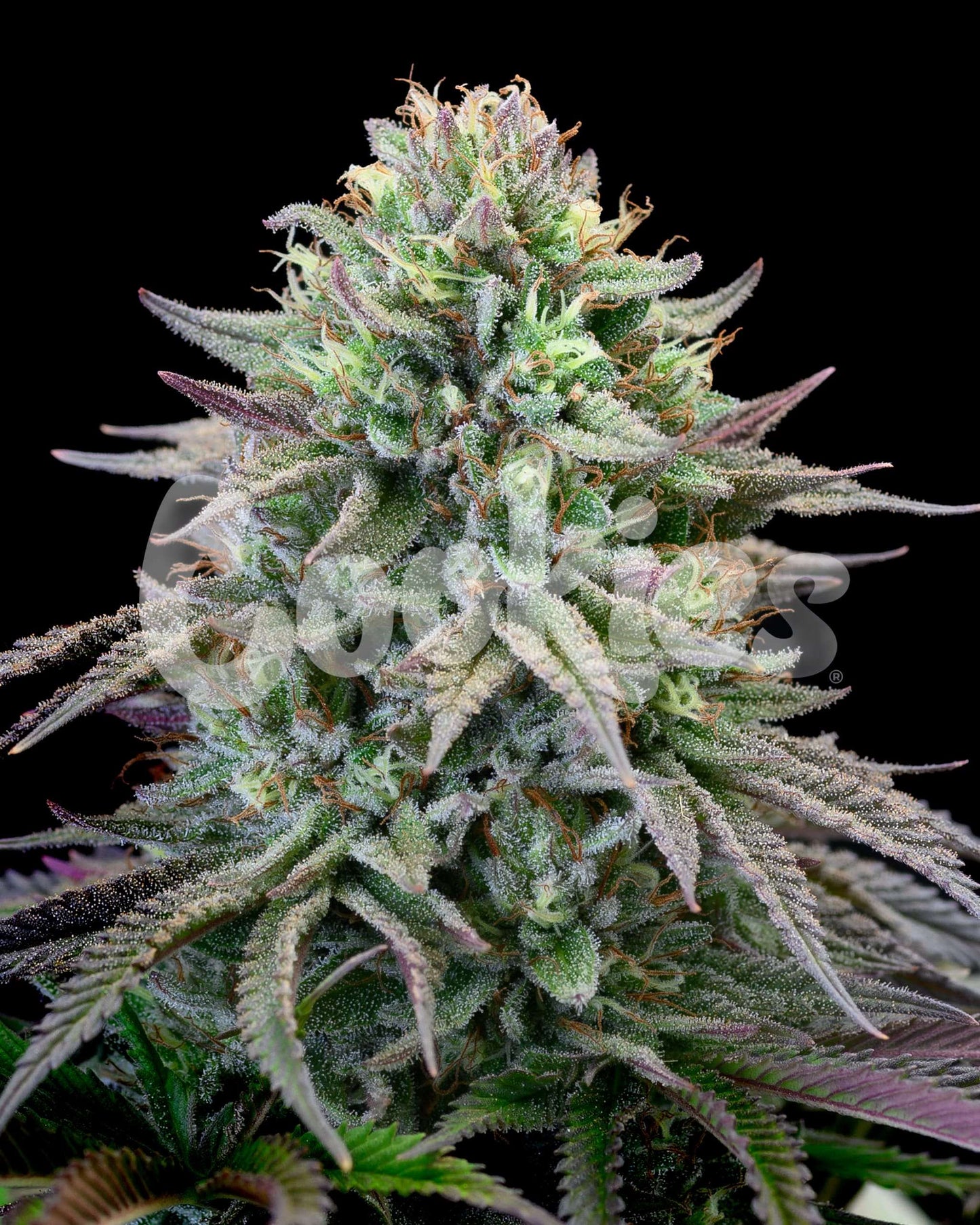 CHERRY COOKS STRAIN FEMINIZED SEEDS COOKIES “FORUM CUT” COOKIES X (CHERRY PIE X PLANET PURPLE)