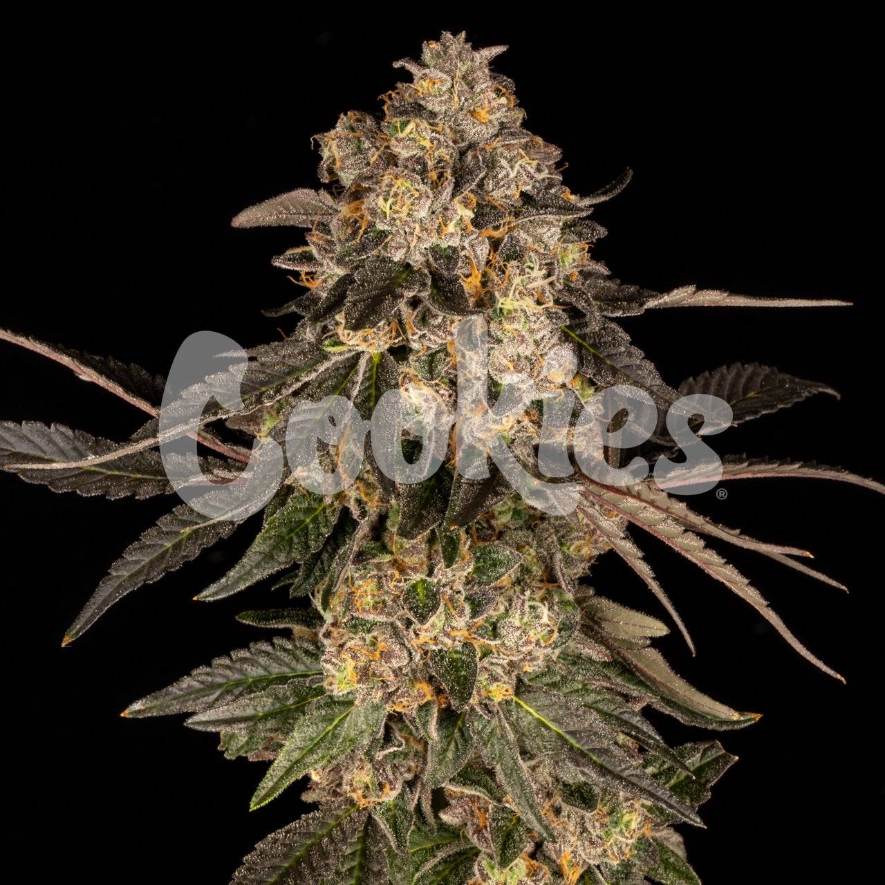 CHERRY FRITTER STRAIN, APPLE FRITTER X (CHERRY PIE X PLANET PURPLE) FEMINIZED SEEDS, COOKIES