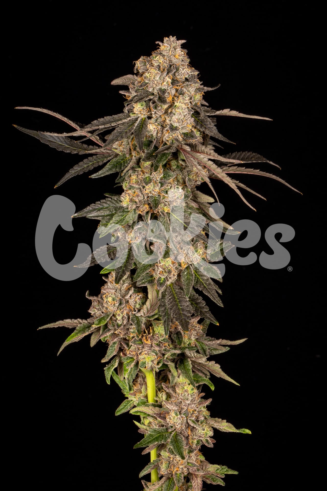 CHERRY FRITTER (FEM)
