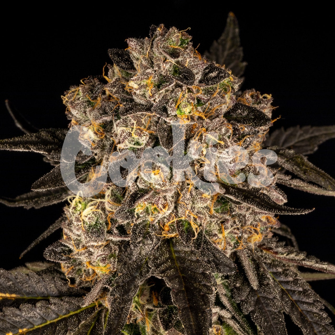 CHERRY FRITTER (FEM)
