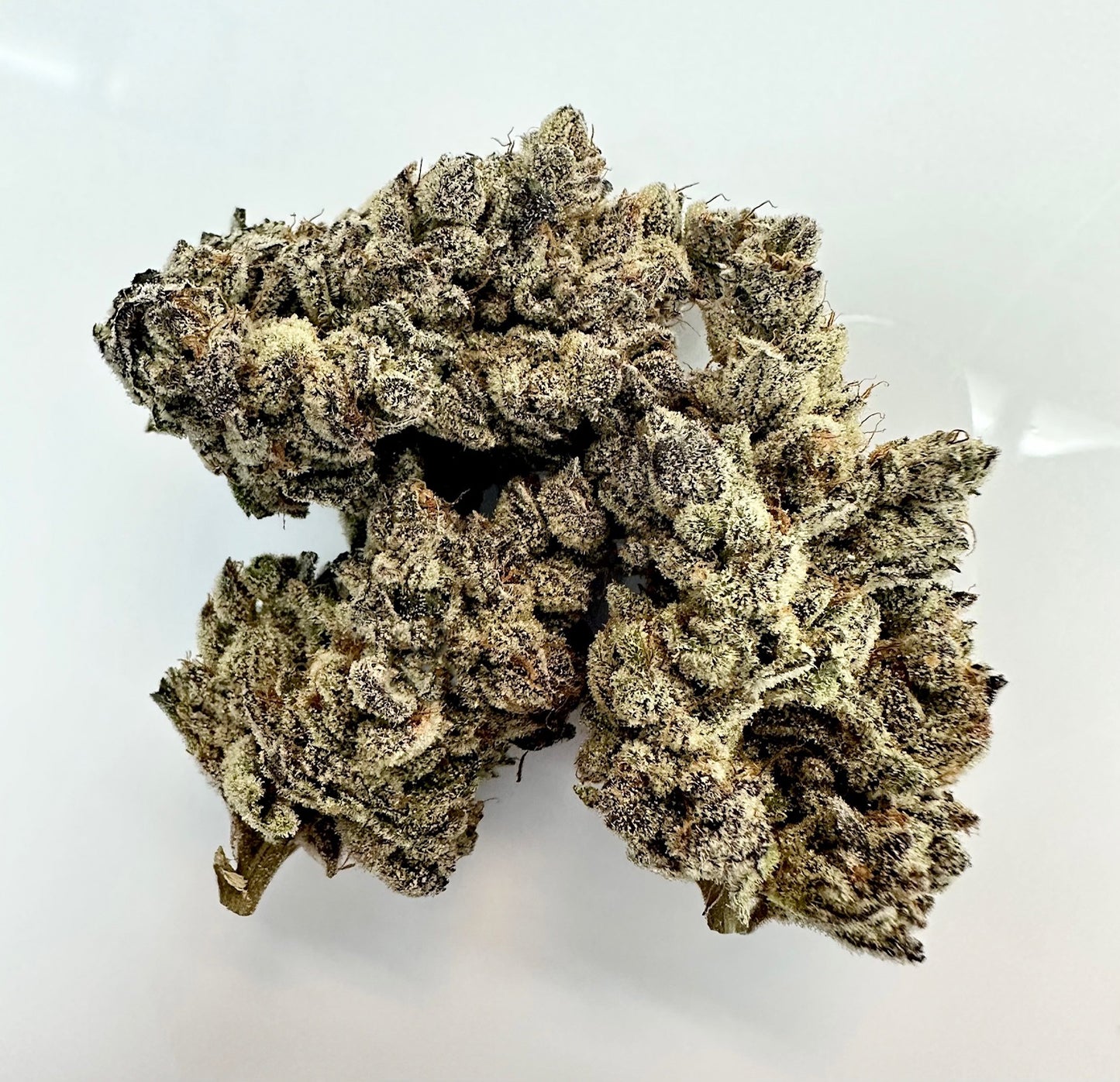 🍒 🌴 Cosmopolis (Cherry Cosmo x Gary Poppins ) 🏀 ☂️