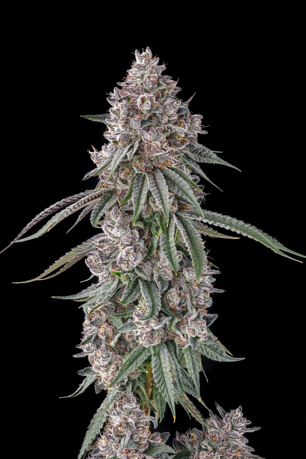 Compound Genetics LEMON CHAIN feminized seeds breeder pack