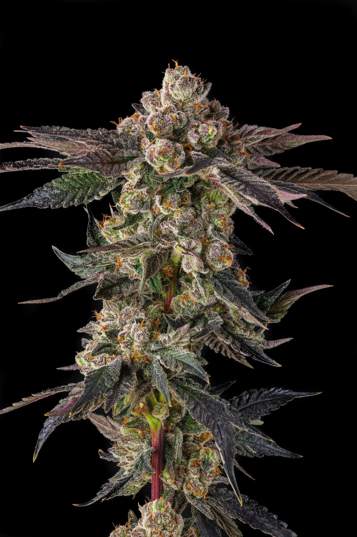 Compound Genetics PAMELLOWZ feminized seeds breeder pack