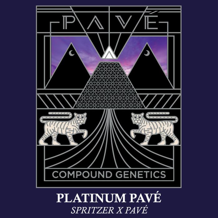 PLATINUM PAVÉ Spritzer x Pavé Strain Compound Genetics Feminized Seeds