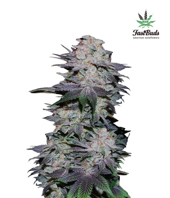 Blackberry Auto Fem