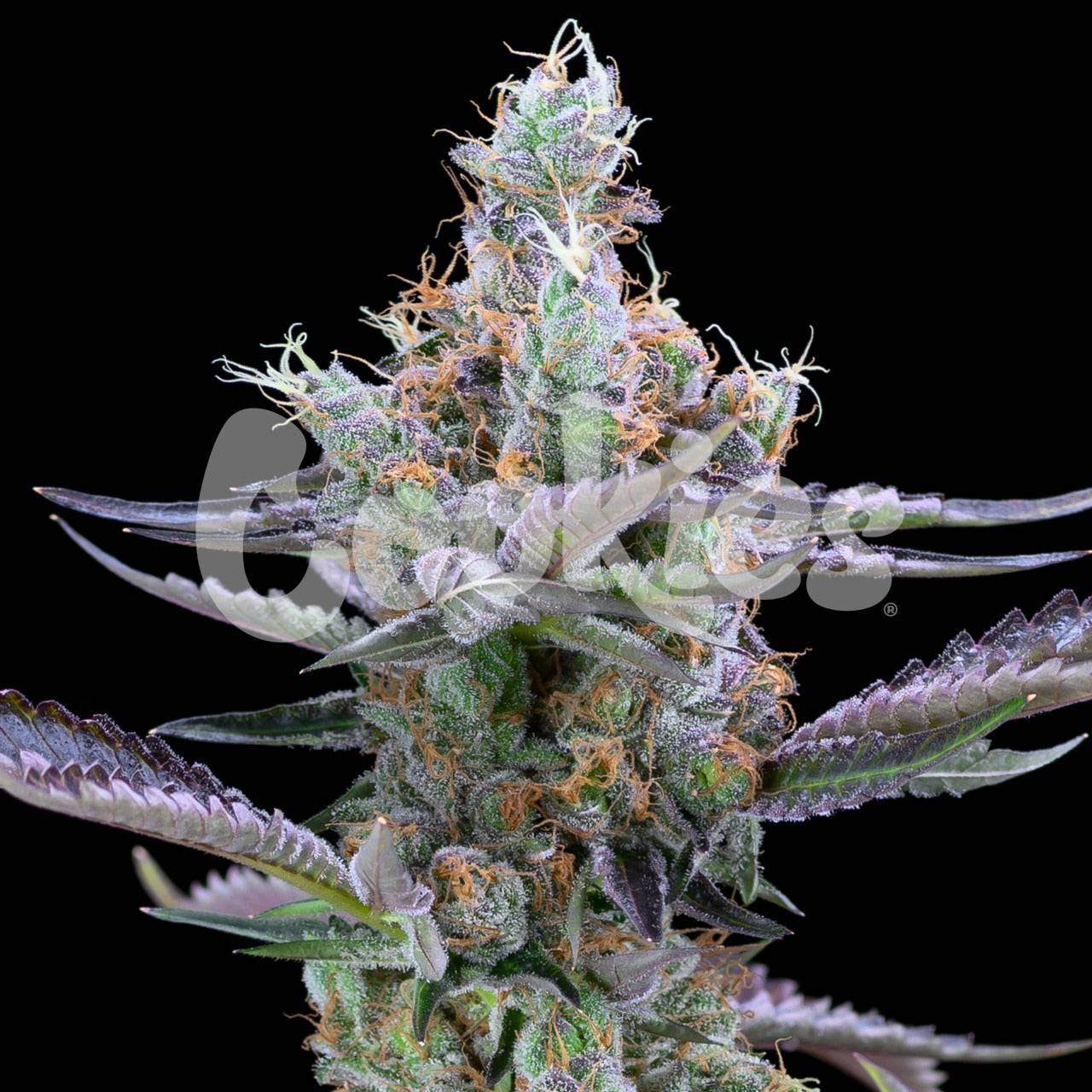 DIRTY MONEY STRAIN, BIG FACE X DOUBLE LEMON CHERRY COOKIES FEMINIZED SEEDS