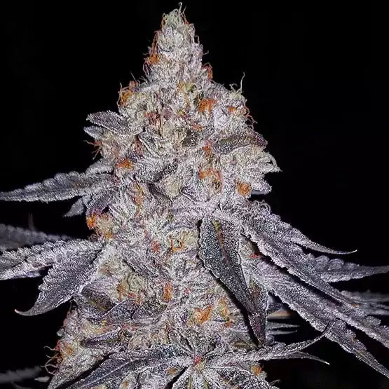 Banana Daddy R1 official Ethos Genetics cultivar photograph