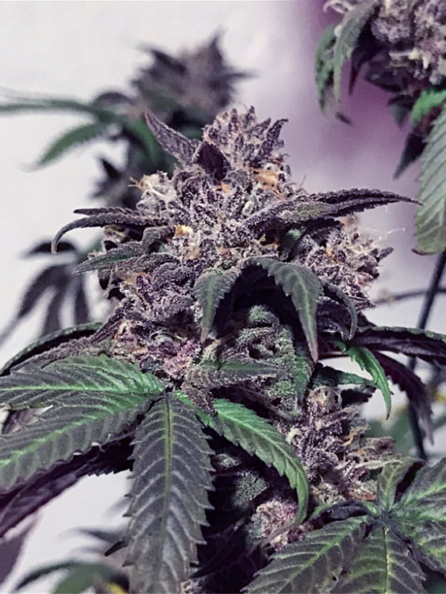 Purple Diesel Feminized Seeds - 6 — Cali Connection