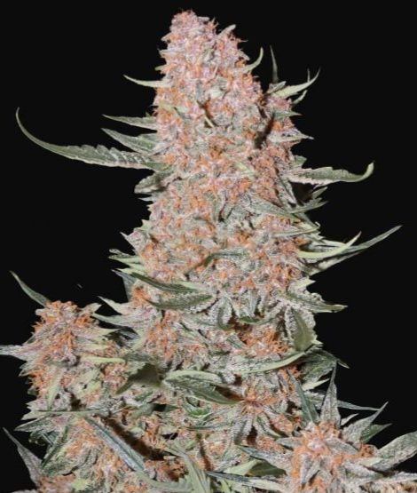 Ztrawberriez Auto Fem