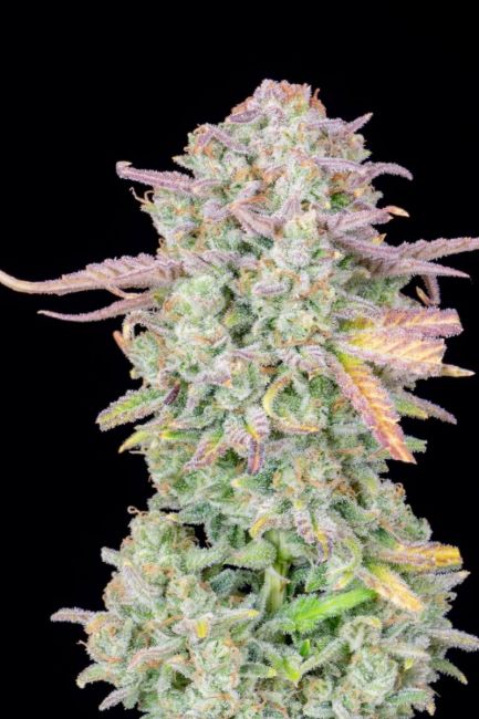 Original Trainwreck Auto Fem