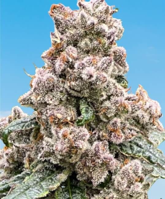 Frosted Raspberries S1 Seeds