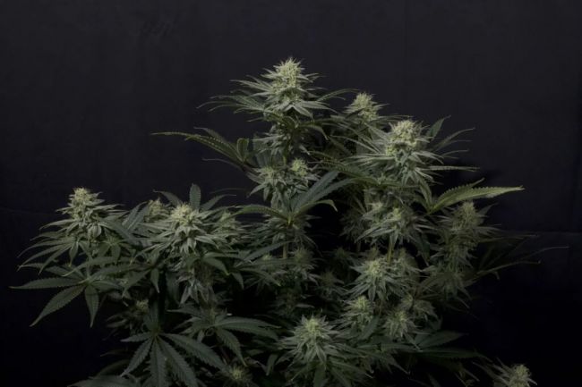 GG4 Sherbet FAST Fem Seeds
