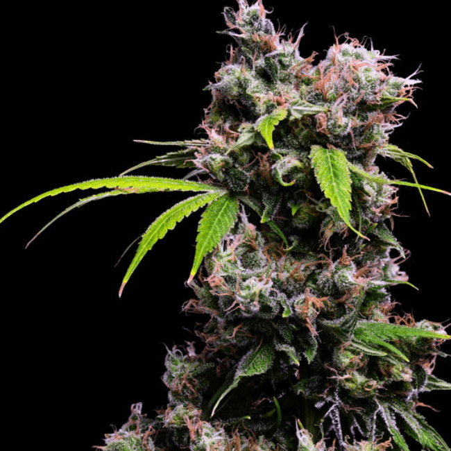 Golden Pineapple S1 Seeds