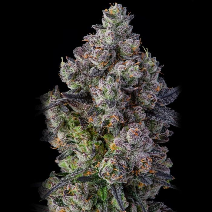 GOOFIEZ strain Jokerz #31 x Apples & Bananas Compound Genetics Feminized Cannabis Seeds