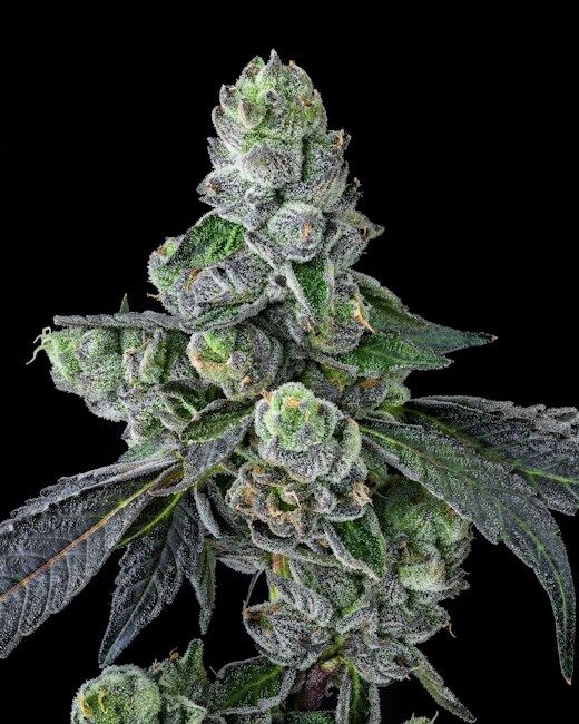 GOOFIEZ² FEMINIZED CANNABIS SEEDS COMPOUND GENETICS