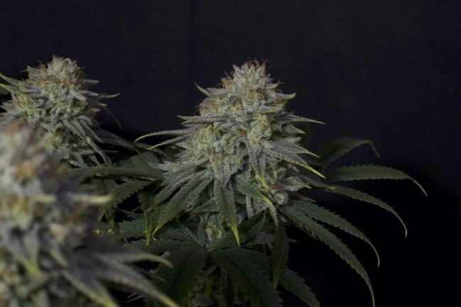 Gorilla Cookies FAST Fem